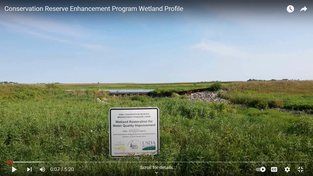 Tour CREP (Conservation Reserve Enhancement Program) wetlands online, in the “Iowa’s Wetlands” video series. CREP wetlands are constructed to improve the quality of water draining from row-crop fields & often provide other benefits.  #AmericanWetlandsMonth
go.iastate.edu/FFZP5K