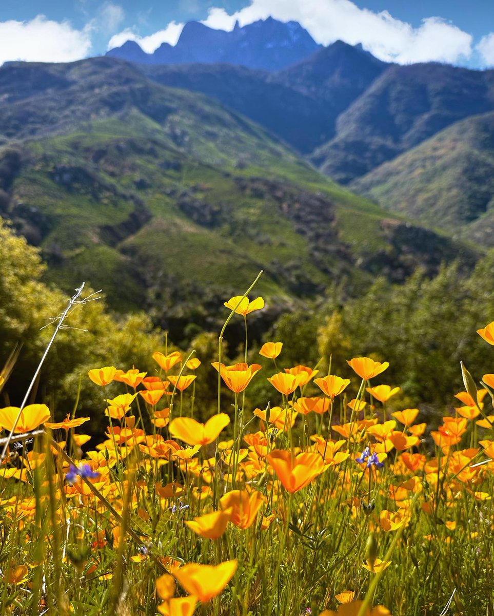 Nature really makes for the prettiest color palettes 😍

📸: @gyminjc

#sequoianationalpark #visitcalifornia #visitcentralvalley #explore #nationalparks #nationalpark #kingscanyonnationalpark #getoutside