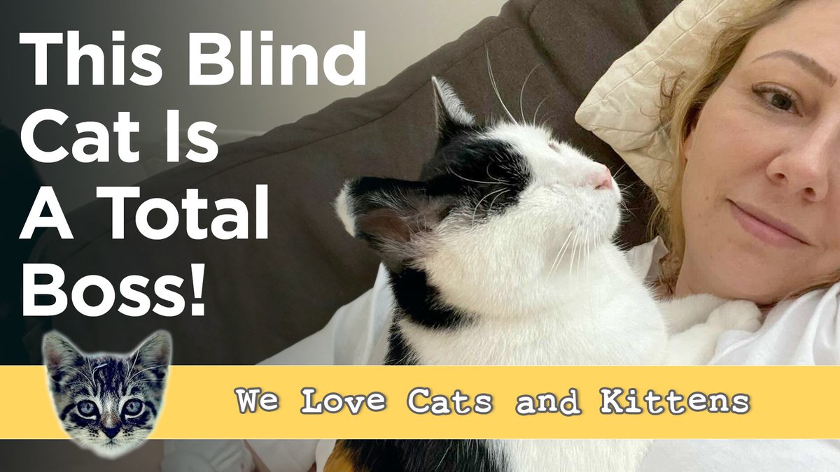 An abandoned blind stray became a beloved king! 🤴 Wait till you see how Hugo captured a feral deaf queen's heart to form an extraordinary disabled family. Their magical tale must be seen! 👇 youtu.be/-FT00iM5uhY #BlindCatKing #FormerFeralCat #UnlikelyBondCats