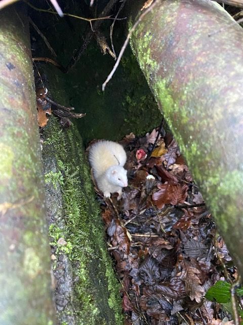 Spot the ferret! This little scamp found itself trapped down a drain. ARO Raine saves the day & even took him home for a little R&R @RSPCA_official (52)