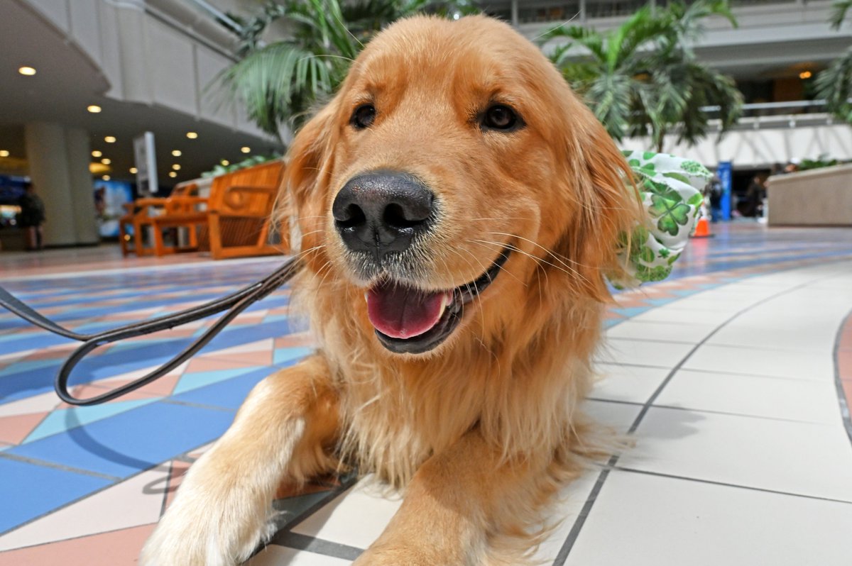 MCO's tweet photo. When they said "good as gold," they were definitely talking about Victor! 🐶 This golden boy gives snuggles that'll make your day, fur sure! To catch cuddles from this #MCOPawPilots before you jet, stop by the A/B Food Court area from 2-4pm; Victor can't wait to see you there! 🐾 https://t.co/OP2SLrwv99