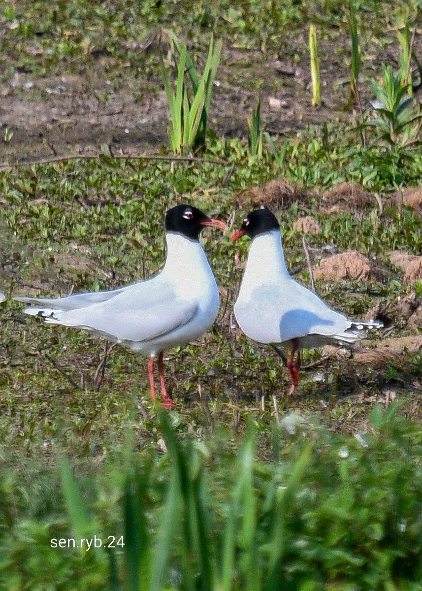 #UptonWarren 
#Worcestershire 
Today... Moors... 8.45am
2 Med Gulls
@WorcsWT