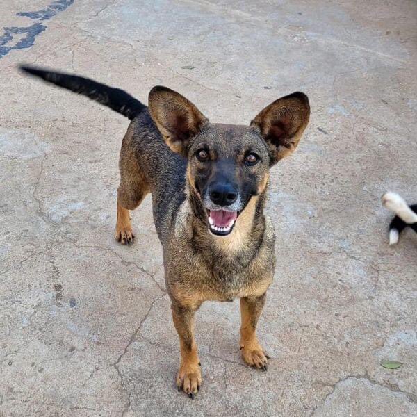 caogonhal's tweet image. Congonhal/MG

Rodolfinho está conosco há cerca de 3 anos. Já está castrado, vacinado, vermifugado e protegido de pulgas e carrapatos.

Tem porte pequeno e é super dócil.

Nos ajude a mudar sua história de abandono. 

Contato para adoção via whatsapp (35)99889-4434