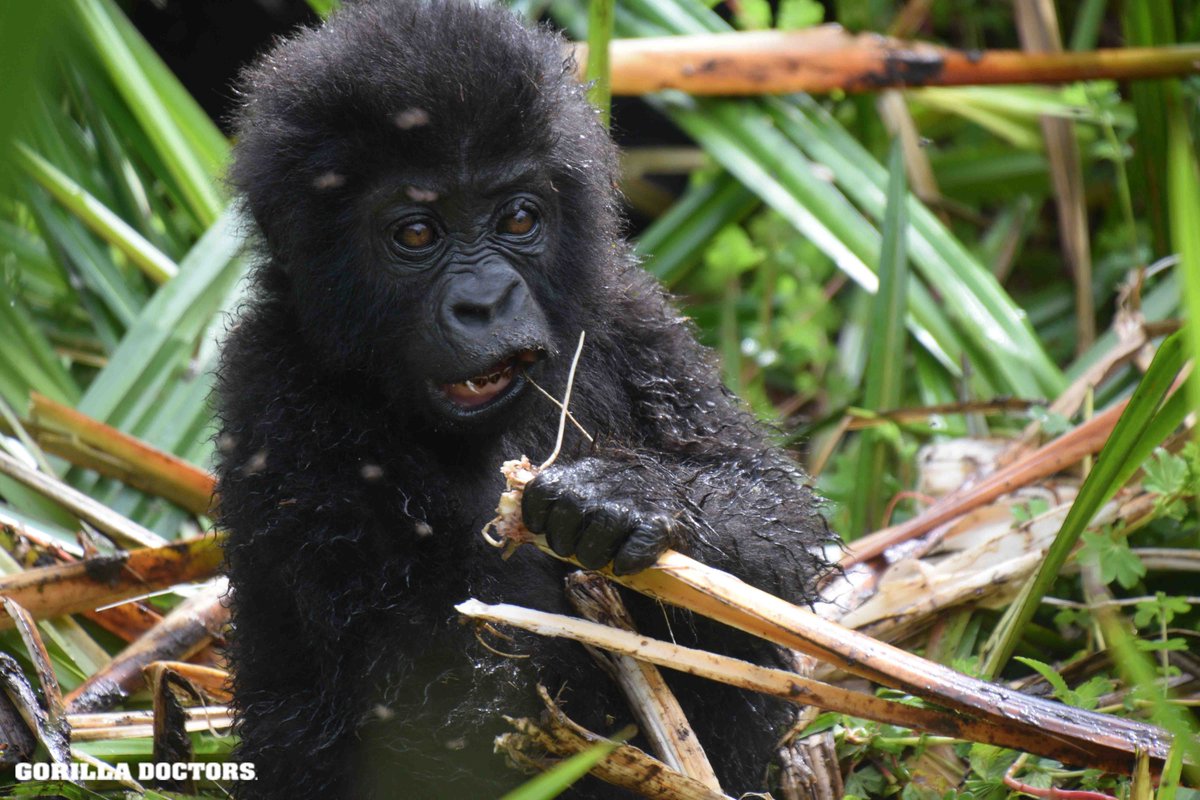 NEW BLOG! Dr. Lina tells us about her surprise 'primate' encounter when she was recently in the forest conducting a health check of Bonane group in Kahuzi-Biega National Park, DR Congo...FIND OUT MORE: gorilladoctors.org/dr-linas-speci…