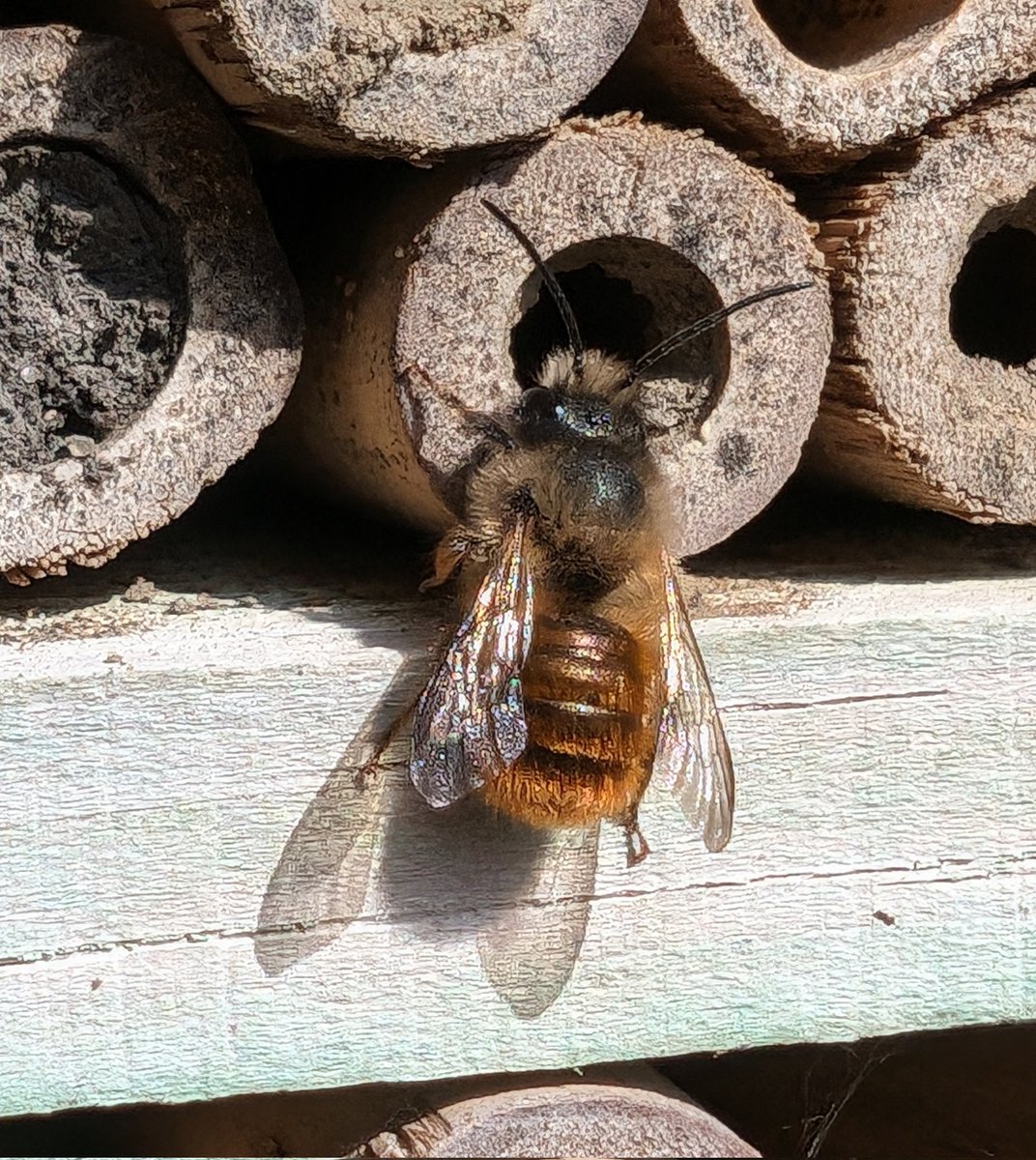 Yay! Red Mason Bees (Osmia bicornis) finally streaming out of the bee hotel today. Wonder if this is the year I can encourage them to use the observation box instead... 🤔🐝 #bees