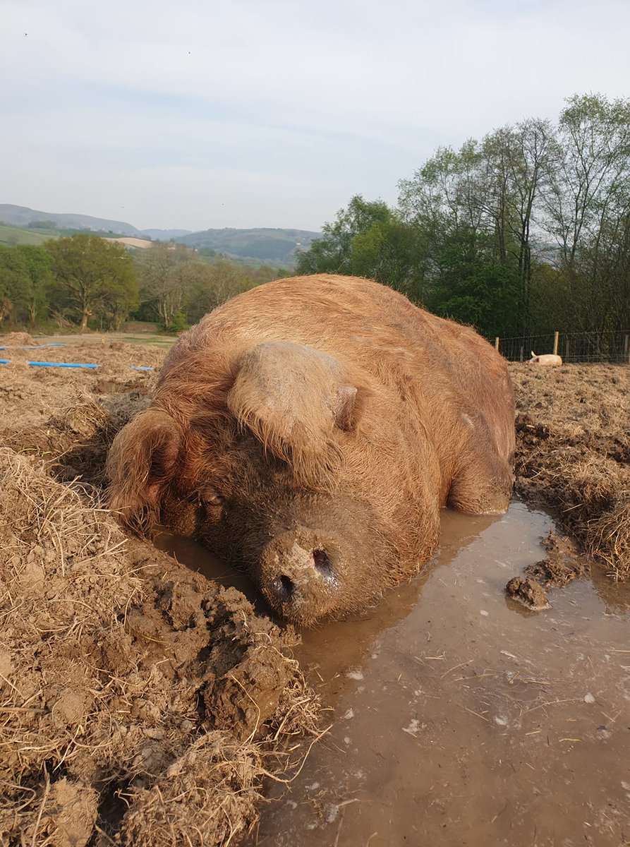 Pigoneer Pig Of The Day VeeVee! FINALLY!...a perfect day for wallowing & VeeVee didn't need telling twice. As always she is keen to keep up her beauty regime Join the Pigoneers help support VeeVee & the other 98 rescue pigs @BTWsanctuary only £2.50 a month globalvegancrowdfunder.org/pigoneer-2000-…