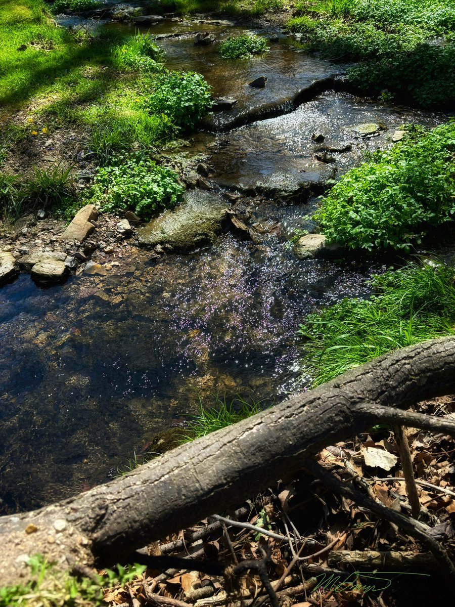Peaceful little stream for your afternoon ☀️ #WaterWednesday #NatureLover #NatureBeauty #WednesdayFeeling