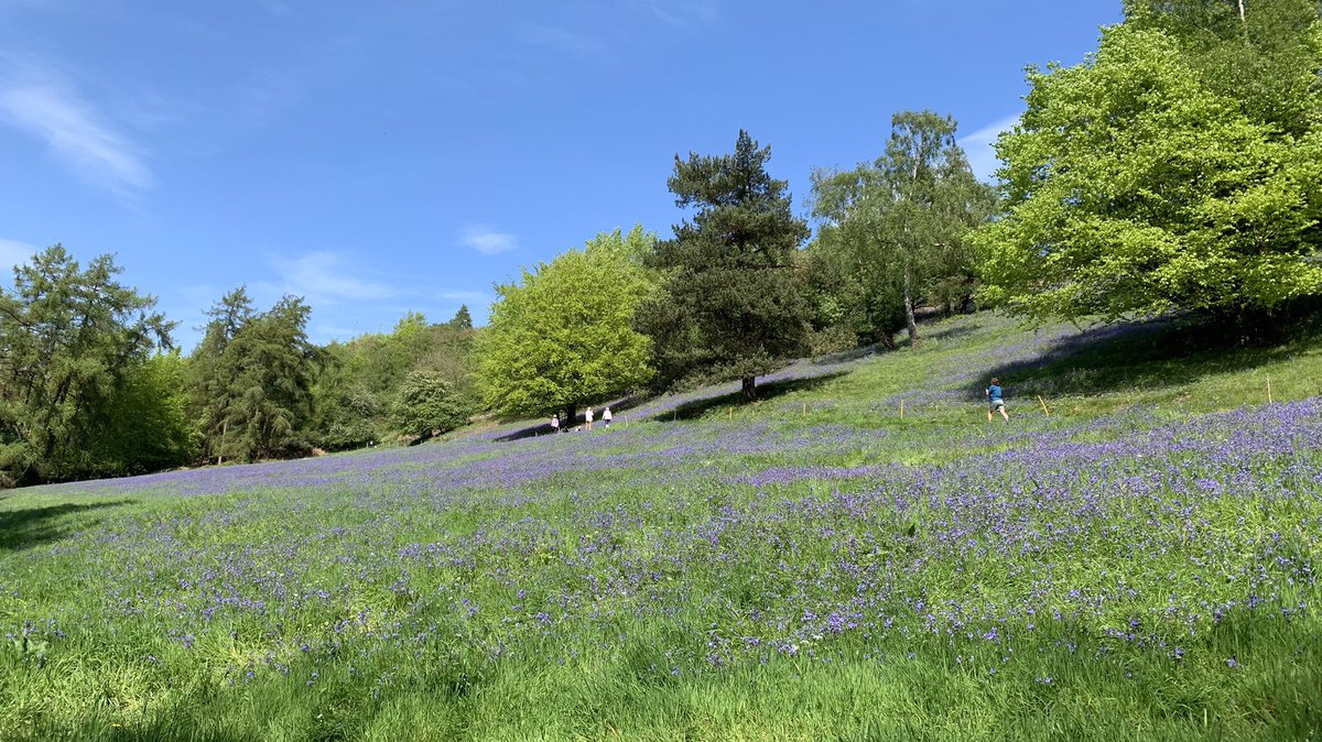 The Black Hill bluebells reaching their peak. Well worth a visit, especially as it’s Malvern well dressing week too.