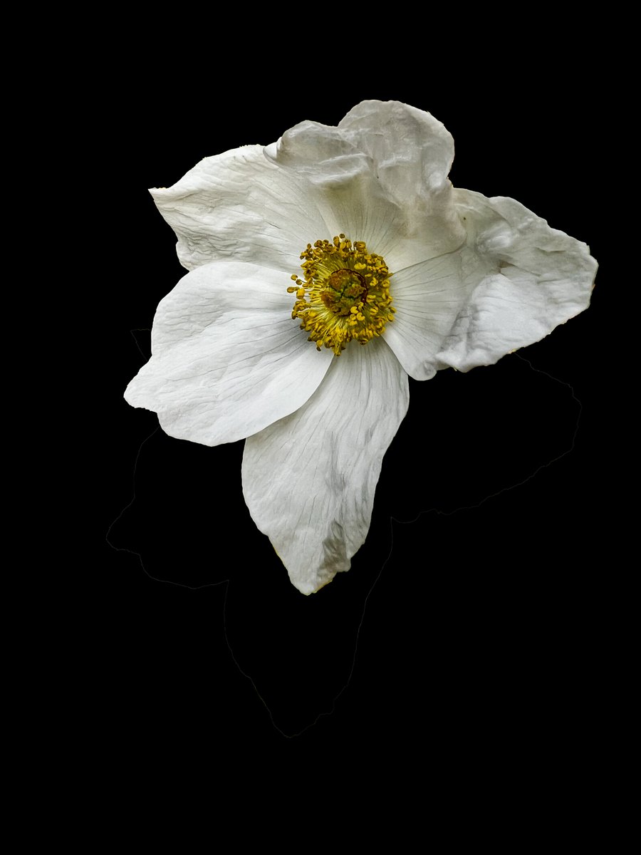 I used to just call this one a 'flat white'. It turns out it's an ornamental bramble, or 'rubus benenden.'
#flowerPhotography