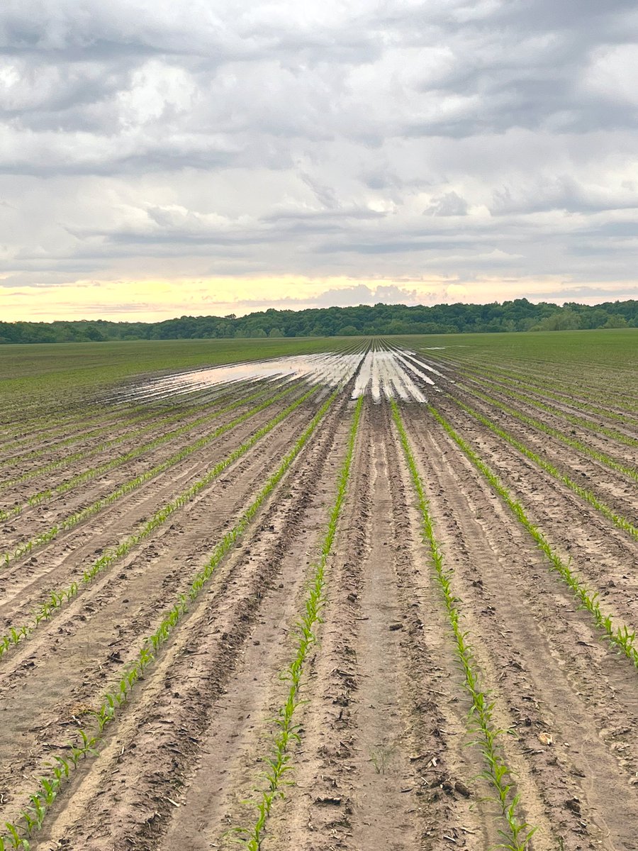 At this point these duck ponds are growing faster than the corn here in C IL. And yes, it’s raining pretty good as I take this photo!