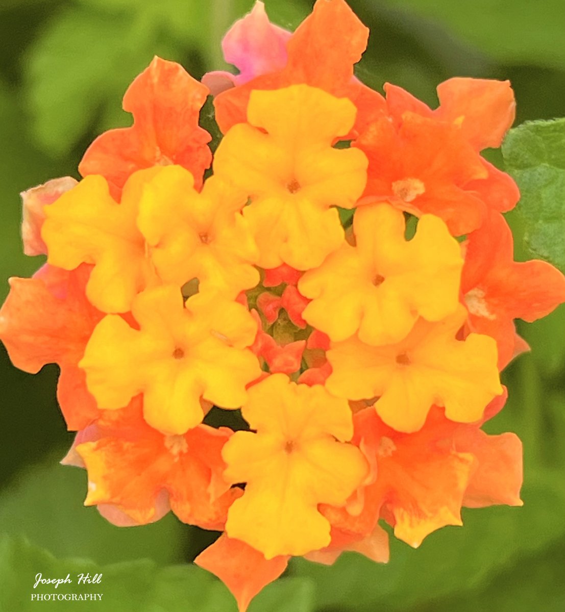 Lantana🌼🌸
Photo By: Joseph Hill🙂📸🌼🌸

#Lantana🌼🌸 #flowers #nature #spring #closeup #beautiful #colorful #Peaceful #NaturePhotography #flowerphotography #SouthernPinesNC #May