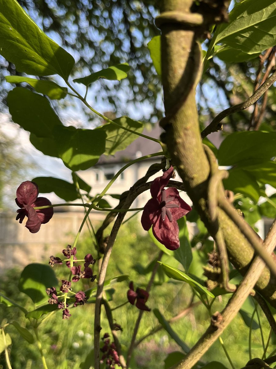 Akebia quinata (hakuna matata) is just finishing flowering - a ‘vigorous’ climber with a great chocolatey scent #mygarden #GardeningTwitter #GardeningX