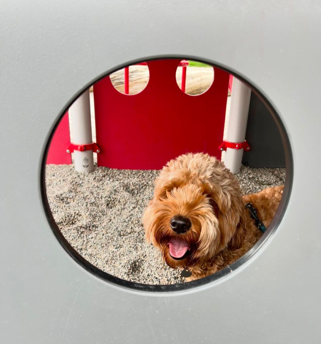 Peek-a-poo! This furry friend from River District is ready for a game of hide-and-seek. How will you be enjoying this wonderful day? Let us know in the comments below! ✨ 📸 IG: mini.dood.bodie #DogsOfRiverDistrict #RiverDistrictVancouver