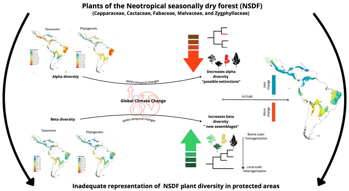 Global Change Biology (@globalchangebio) on Twitter photo NEW RESEARCH
Climate-driven shifts in the diversity of plants in the Neotropical seasonally dry forest: Evaluating the effectiveness of protected areas
📄 onlinelibrary.wiley.com/doi/abs/10.111… <a href="/Avrilma1/">Avril Manrique</a> <a href="/roger0268/">Roger Guevara</a> <a href="/FabroVillalobos/">@fabrovillalobos.bsky.social</a> NEW RESEARCH
Climate-driven shifts in the diversity of plants in the Neotropical seasonally dry forest: Evaluating the effectiveness of protected areas
📄 onlinelibrary.wiley.com/doi/abs/10.111… <a href="/Avrilma1/">Avril Manrique</a> <a href="/roger0268/">Roger Guevara</a> <a href="/FabroVillalobos/">@fabrovillalobos.bsky.social</a>