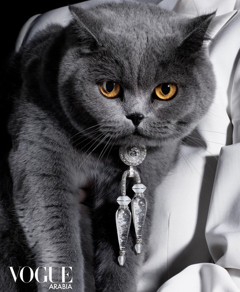 cats wearing diamonds for vogue arabia