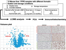 (J Proteom) Proteomic profiling of FFPE specimens: Discovery of HNRNPA2/B1 and STT3B as biomarkers for determining formalin fixation durations dlvr.it/T6bydH (RSS) #MassSpecRSS