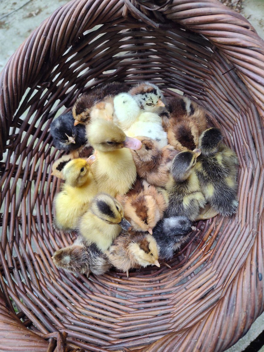 15 chicks and 3 more ducklings. A total of 90ish birds hatched this year.