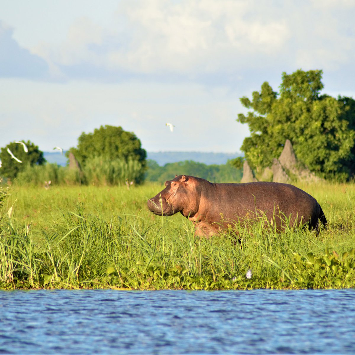 Check out our wildlife guide to #Malawi, Africa's unsung safari destination. wanderlust.co.uk/content/malawi… Malawi’s wildlife parks and reserves offer not just incredible encounters away from the thunder of mass tourism, but hope for the future of conservation in Africa.