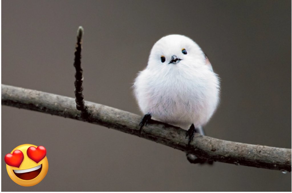 During winter, there are small birds called Long-tailed Tits that look like pure white snow. 🐣 They have very round eyes and are adorable. In spring, they lose their snowy white feathers, but they remain truly cute. #AvianLife #BirdLove
 #BirdWatching #BirdPhotography
 #Birding