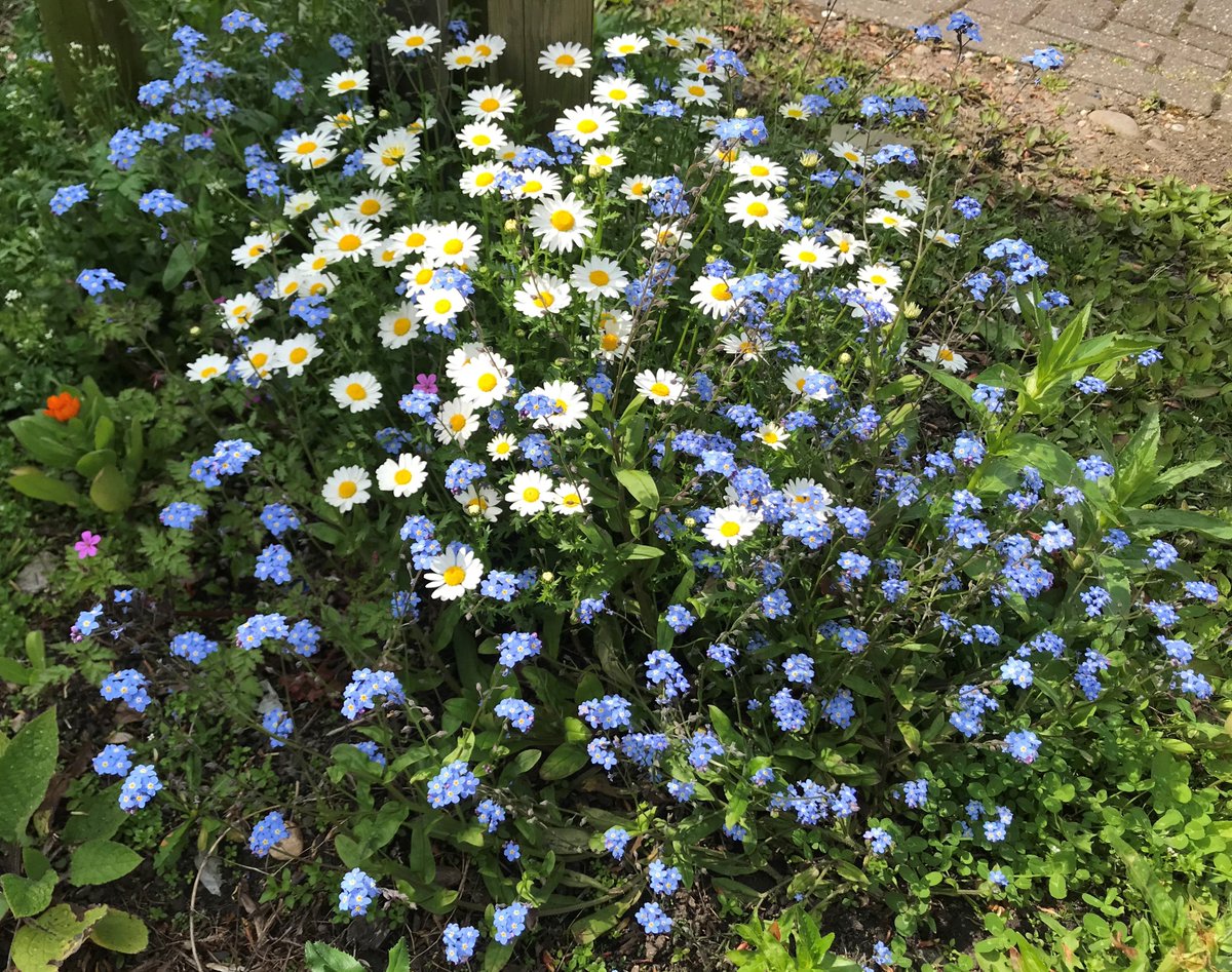 The tree-wells we've sown with wildflowers, were looking lovely in the sunshine today. @MeadowInGarden