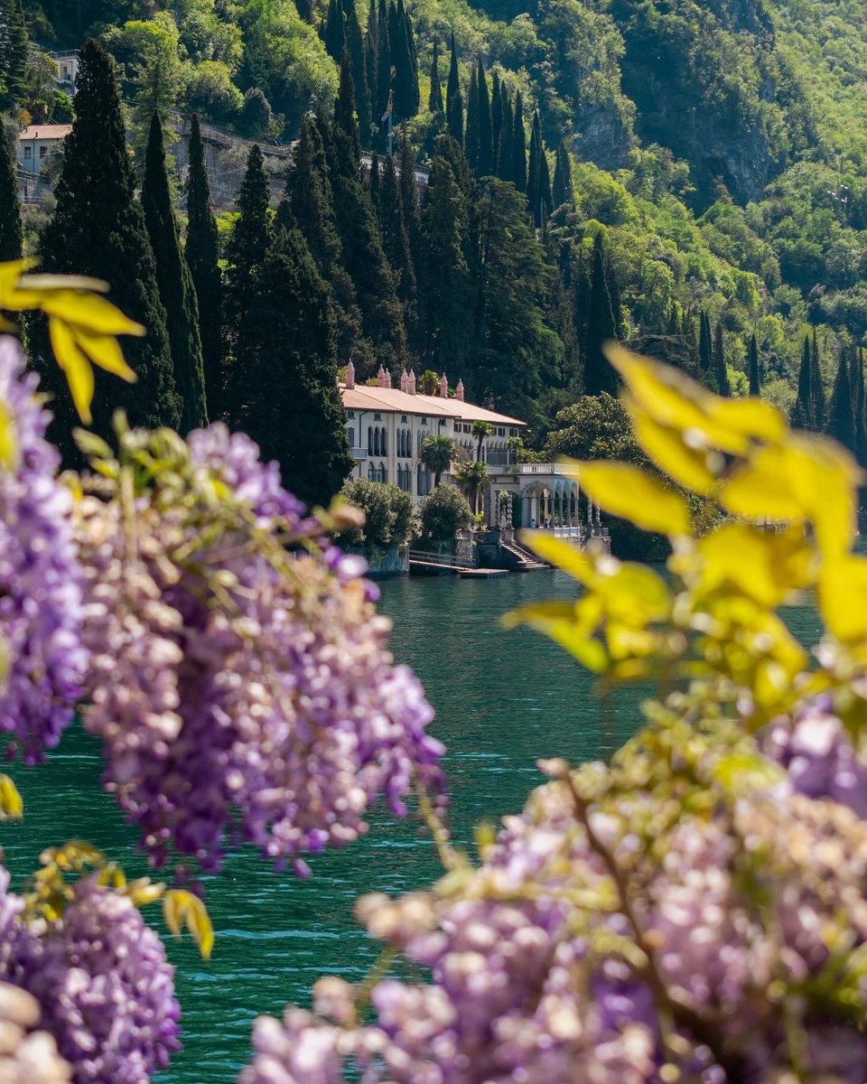 📍 Wisteria bloom on Lake Como, Italy 💜🇮🇹