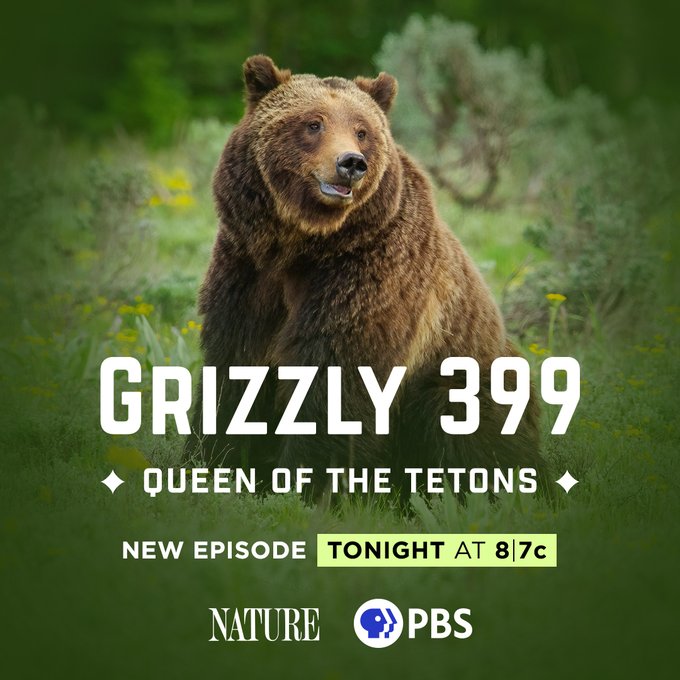 Get to know the most famous bear on Earth. 'Grizzly 399: Queen of the Tetons' premieres tonight at 7pm on #WKNOChannel10  #NaturePBS