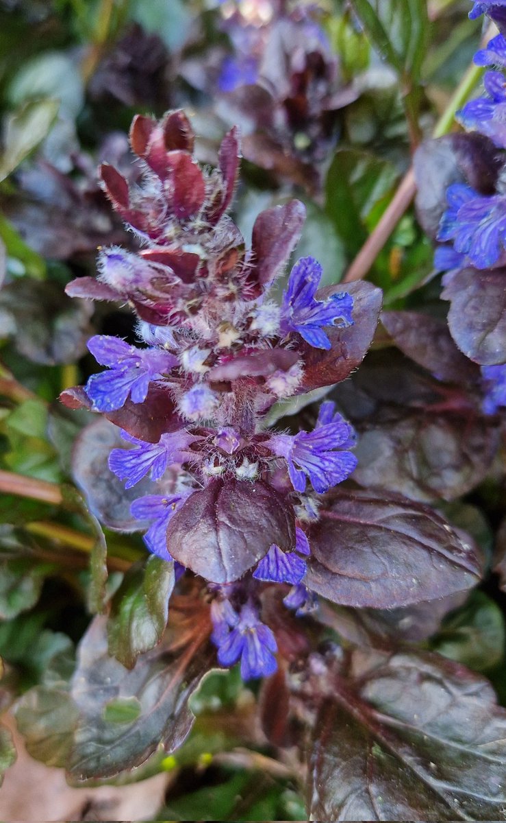 Ajuga adding a pop of colour to the borders and filling out nicely. Hope you've had sun where you are (and a chance to enjoy it!) #Gardening #GardeningTwitter #GardeningX #GardenersWorld