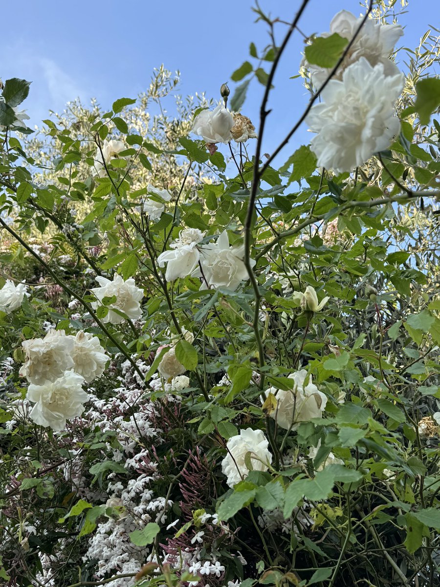 It’s a shame you can’t smell this #skywatch. My garden smells of jasmine and rose.