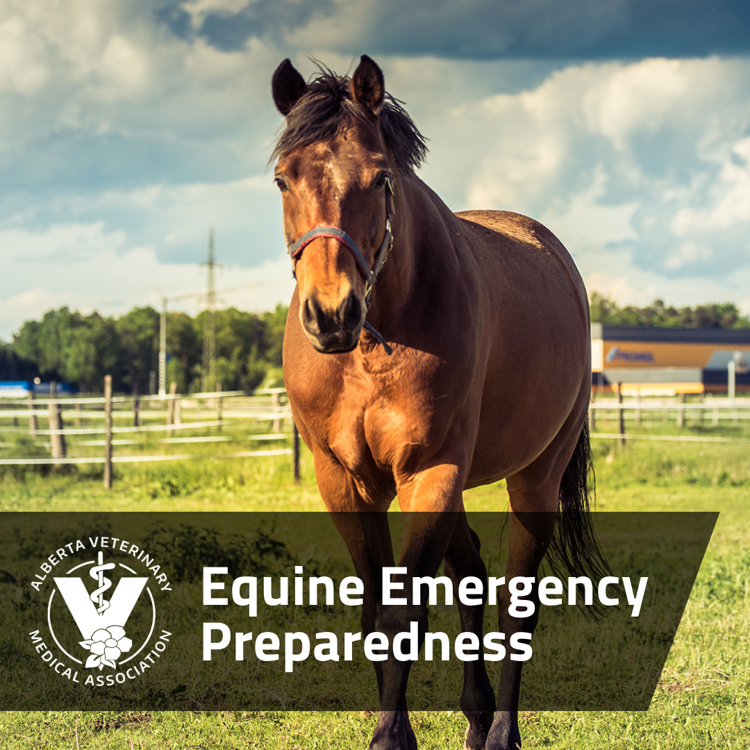 It's essential that horse owners in Alberta are ready for unexpected emergencies, such as natural disasters. For guidance on making a plan and assembling an emergency preparedness kit, visit bit.ly/3WwI0B8.
