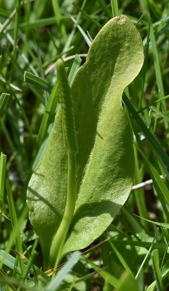 Marden Meadows Nature Reserve, a mid morning visit (suggested by JTM), mainly for the Orchids, but the Yellow Rattle and the Adder’s Tongue, proved to be photogenic. @KentWildlife