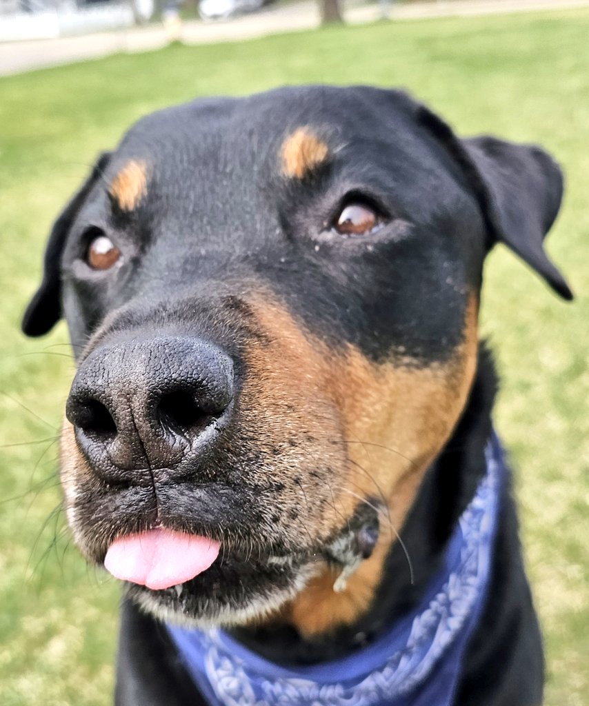 You asked for a #TonguesOutTuesday compilation.
I understood the assignment. 
Which pose from this morning's walk do you think turned out best?

#XDogs #TOT