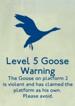 <a href="/BALL00NKN0T/">Silent and Violent</a> Enter if you dare 🪿 Honk honk 🪿