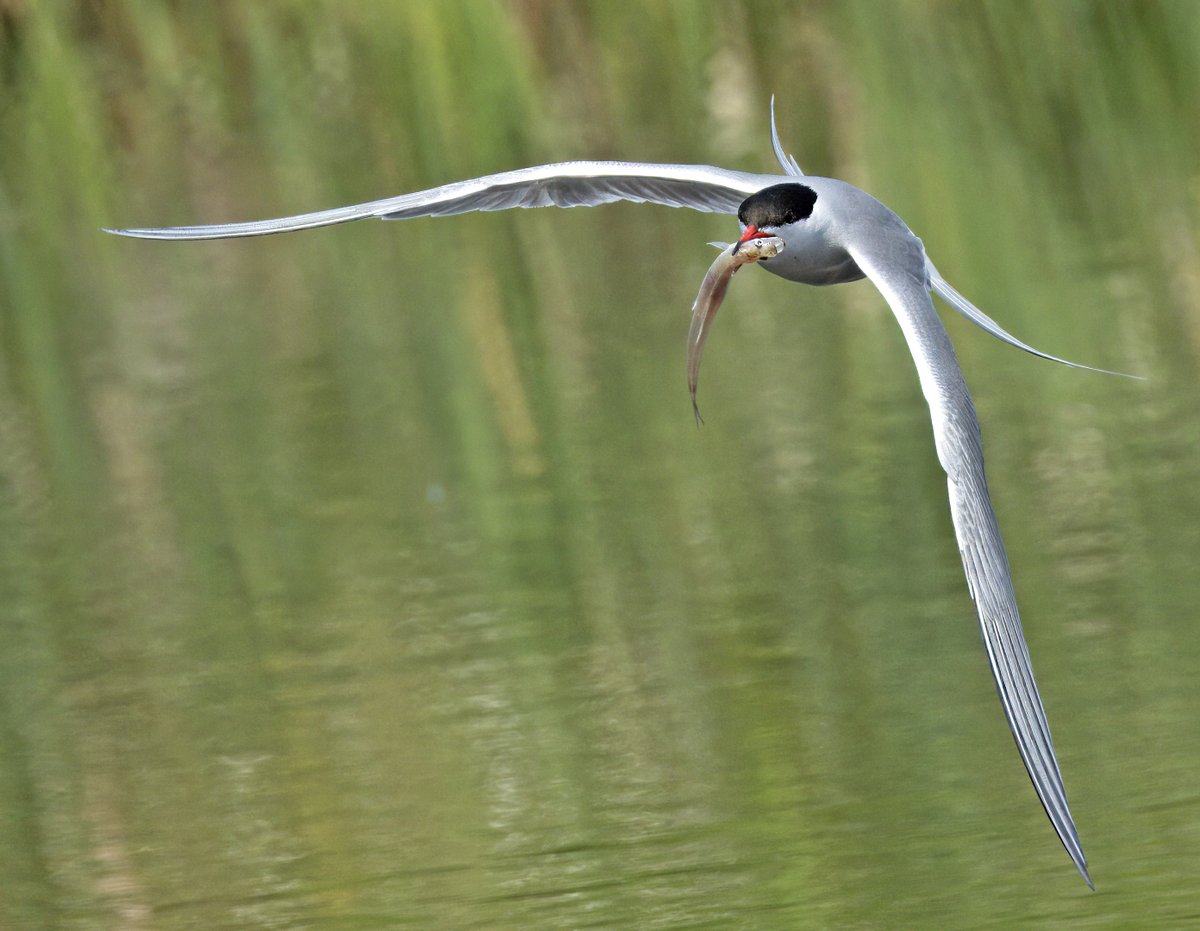 Common Tern with fish. At @greenwicheco today