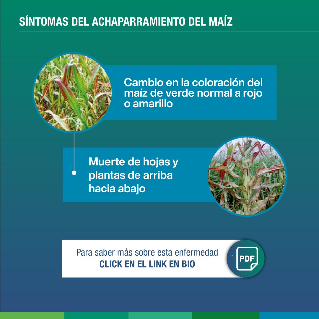 SÍNTOMAS DEL COMPLEJO DE ACHAPARRAMIENTO DEL MAÍZ 🌽

Deslizá para conocer los principales síntomas de la enfermedad.

Para más info, ingresá a drive.google.com/file/d/1Fska1d…