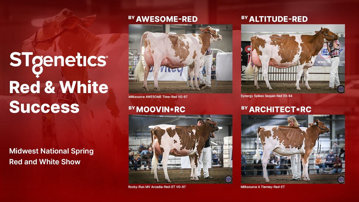 The #STgenetics Red and White sires stood out at the 2024 Midwest National Spring Red and White Show. With a full lineup of balanced, deep pedigreed and impressive high #STyle™ Red & White and *RC sires, there is always a strong choice available for your next breeding decision!