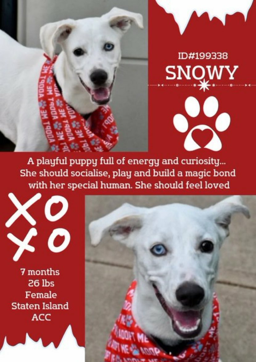 💖 #Adoptme SNOWY 7mths #SIACC Nycacc.app #199338 Snowy is a Darling playful energetic affectionate puppy guaranteed to make u laugh everyday she just needs someone to love +look after her Dm @SuzanneSugar @CathyPolicky Dont let her go 🙏 #FostersSaveLives ❤🐕