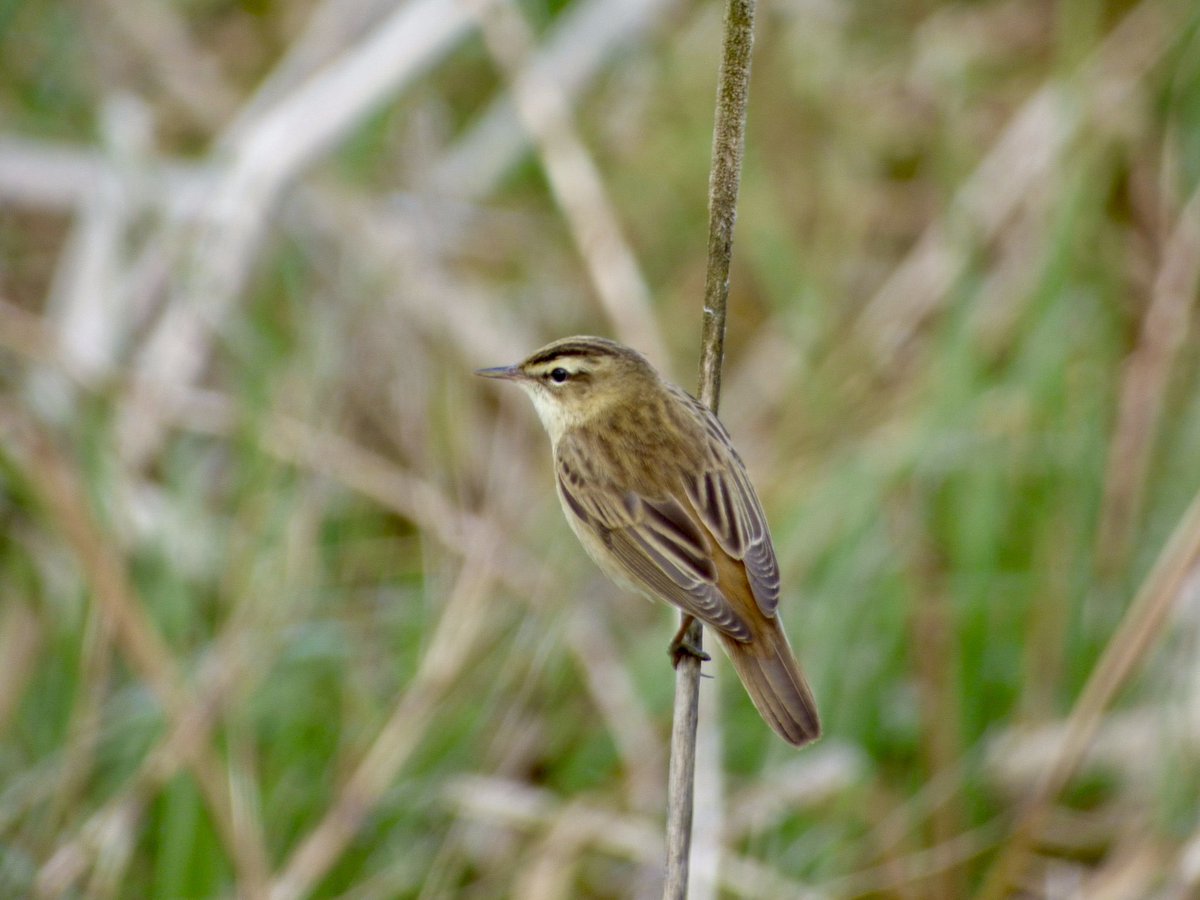 Highlights over the last couple of days - Common Scoter, Cuckoo, Dunlin, Common Sandpiper, 9 Common Terns, 20 Swifts, 25 Swallows, 15 House Martins, 6 Sand Martins, 15 Reed Warbler, 7 Sedge Warbler (📷) & 5 Garden Warbler. #PensthorpeSightings