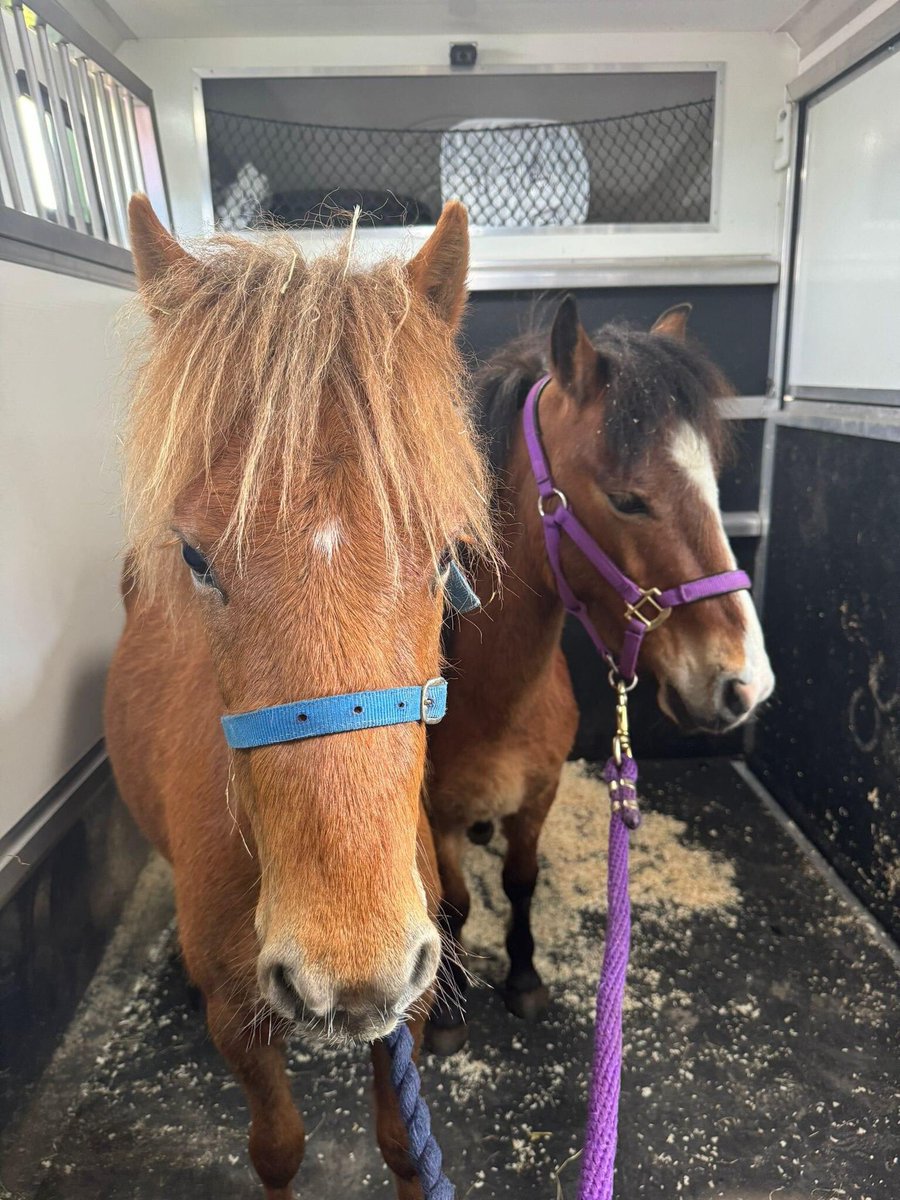 Chilli and Rhydian left for their new home together today. We wish them and their new family many happy years together making lots of memories ❤️