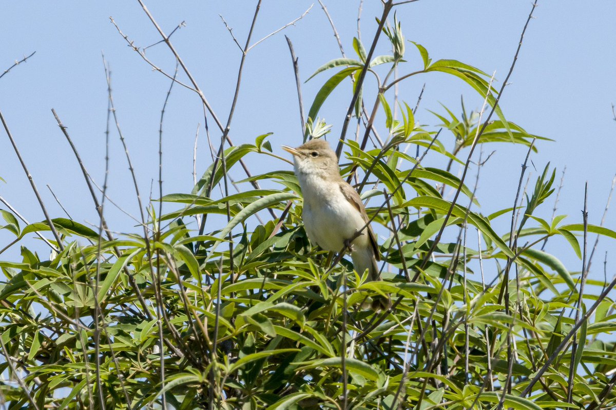 Dave Grant tweet media