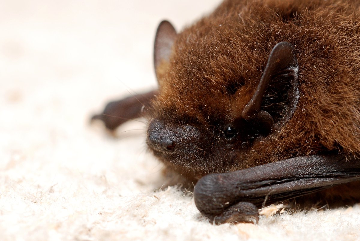 O melhor dos morcegos acontece em Mafra nas Jornadas Quiropterianas wilder.pt/historias/o-me…