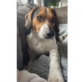 #LOST #DOG REGGIE TRI-PAW 
Adult #Male #Beagle Black Brown & White #Neutered
#Missing from near #Shebbear Ran Away after House Fire Hasn’t been Seen Since #EX21 South West 
Saturday 4th May 2024 
#DogLostUK #Lostdog #ScanMe 

doglost.co.uk/dog/192045