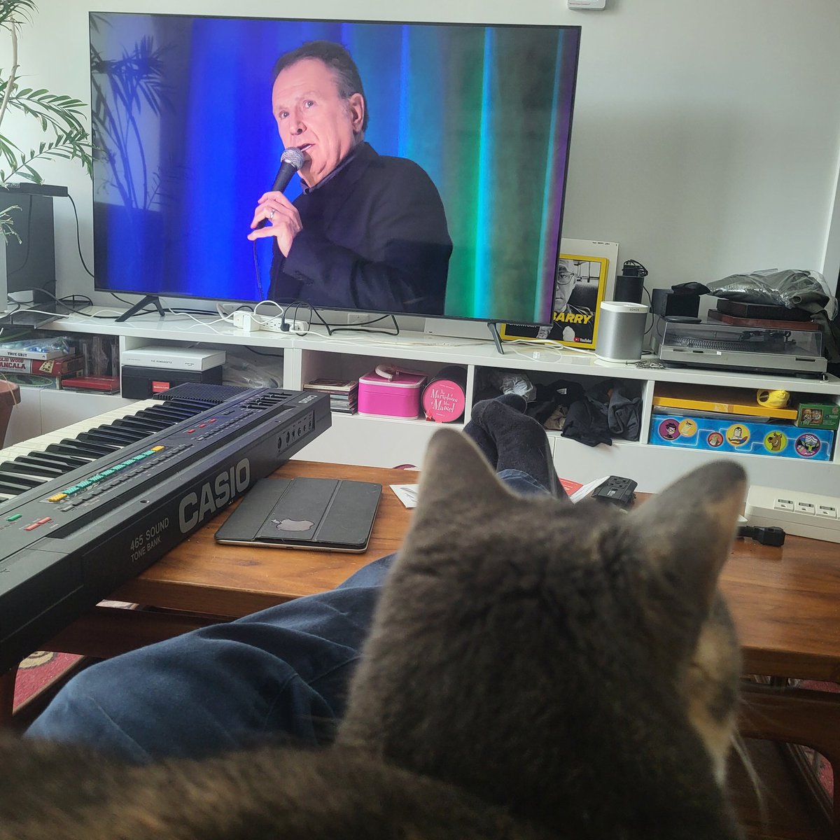 My cat 'watching' @iamcolinquinn's new special.