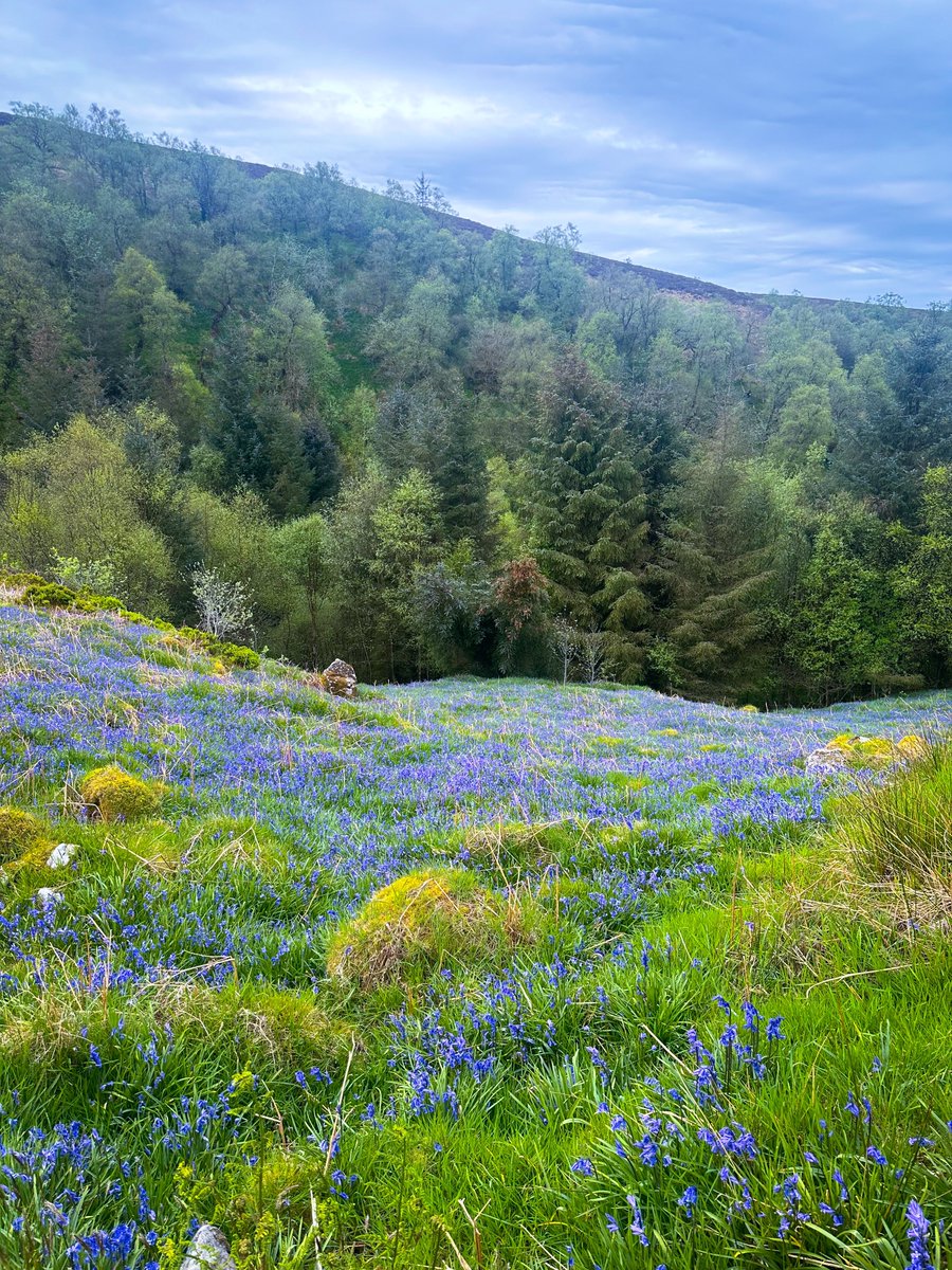 Stumbled upon this beautiful little bluebell meadow today at Banagher Glen :)