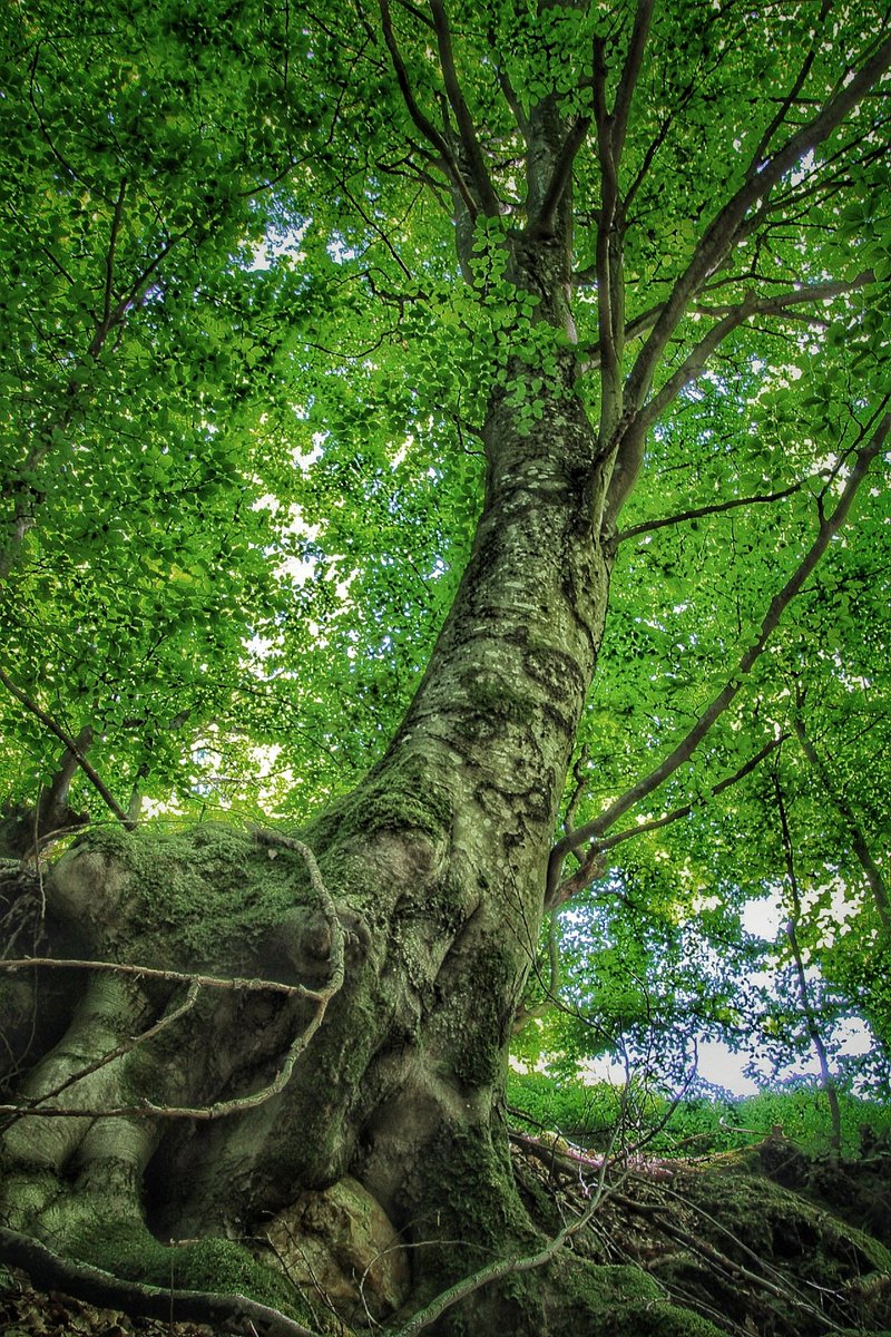 Guardian of the forest.....