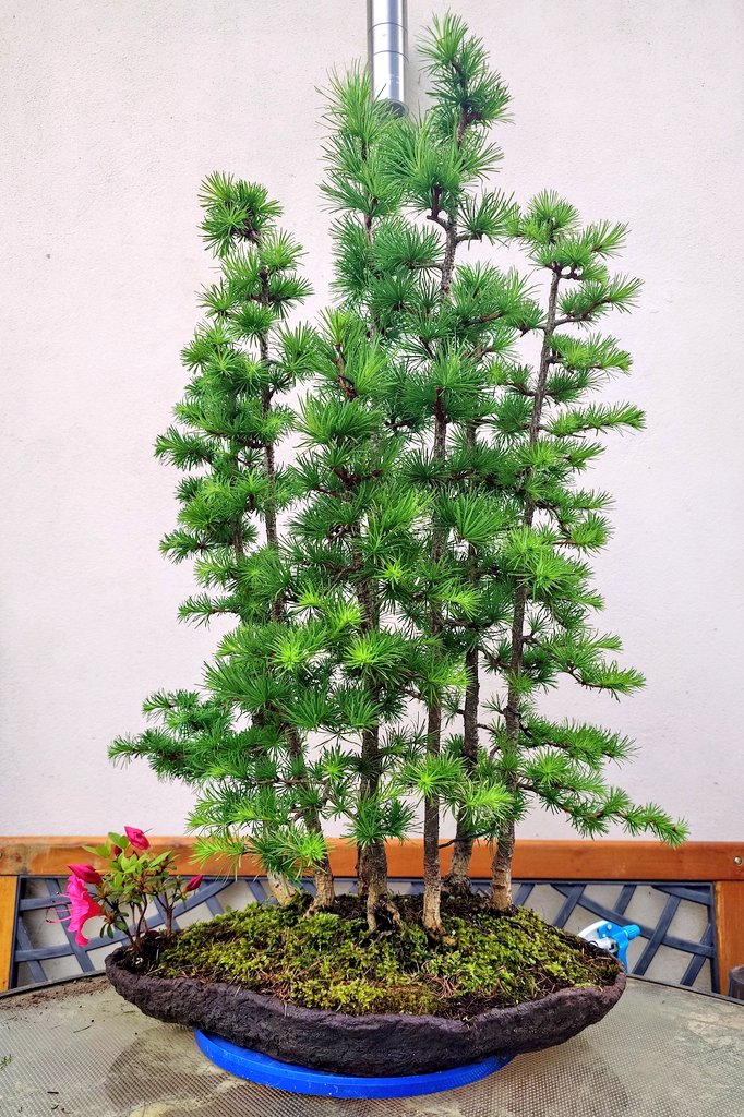 Little trim and tidy for my Japanese Larch forest today. #Bonsai