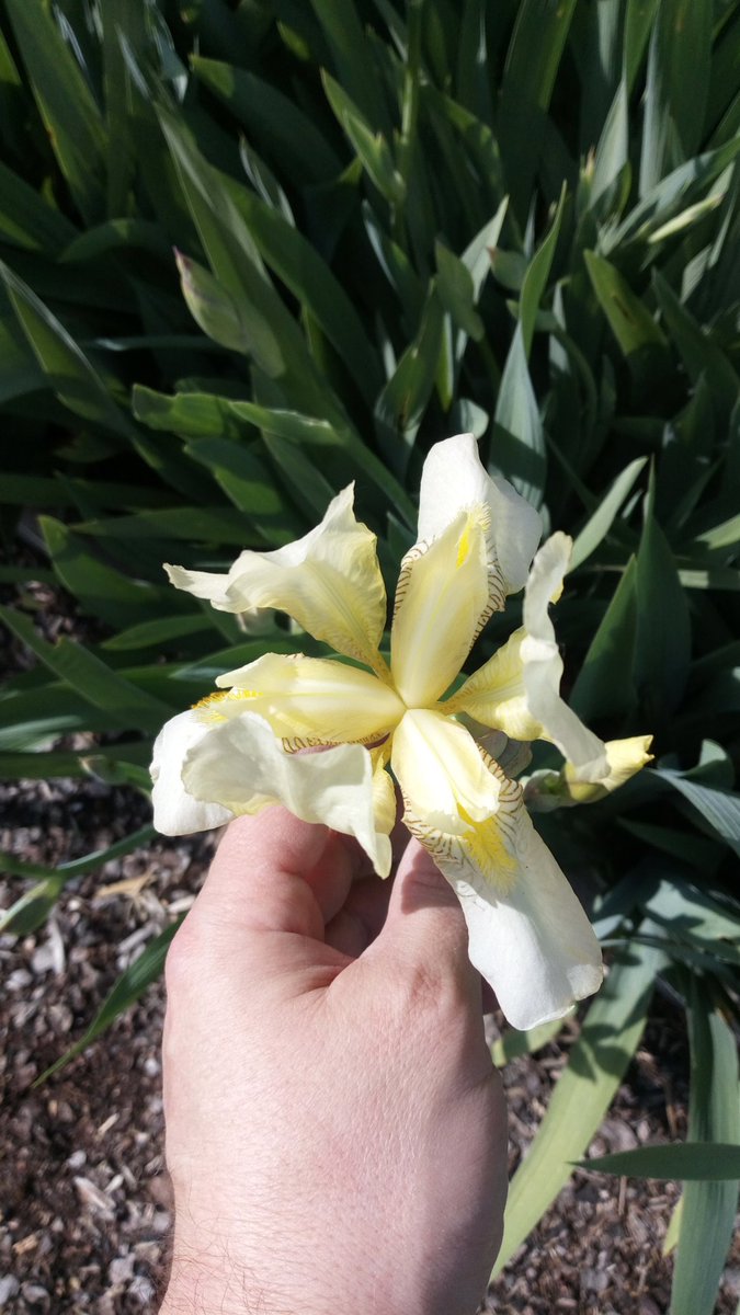 LX8111's tweet photo. #Iris #IrisFest #IrisDay #Garten #Garden https://t.co/uXMNCWJXuX
