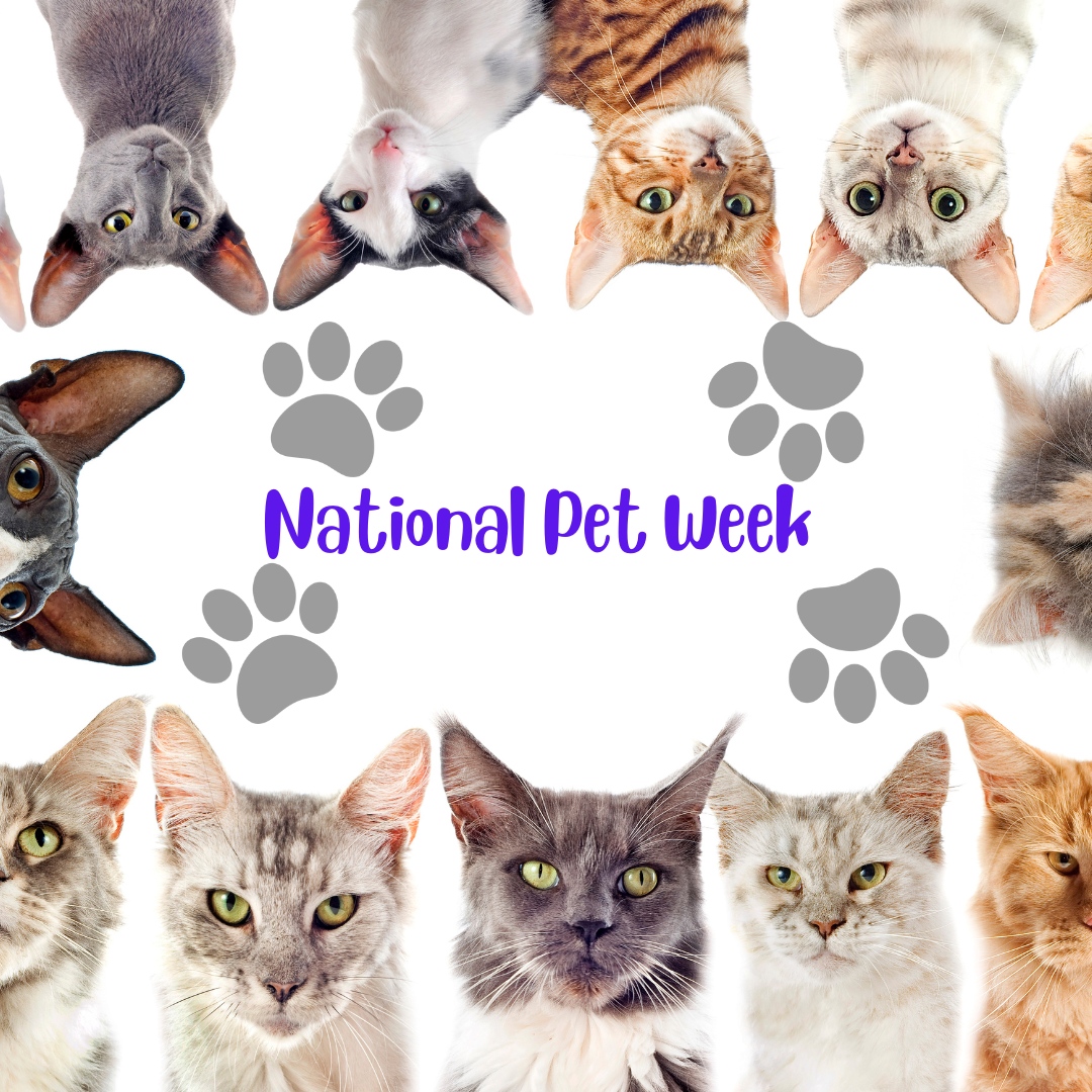Happy National Pet Week! Take some time to pamper your pet and make unforgettable memories together. 🐾✨

#Just4PetsWellnessCenter #FortMeyers #Veterinarian #AnimalHospital #AnimalClinic #PetVaccinations #PetWellness #PetDentistry