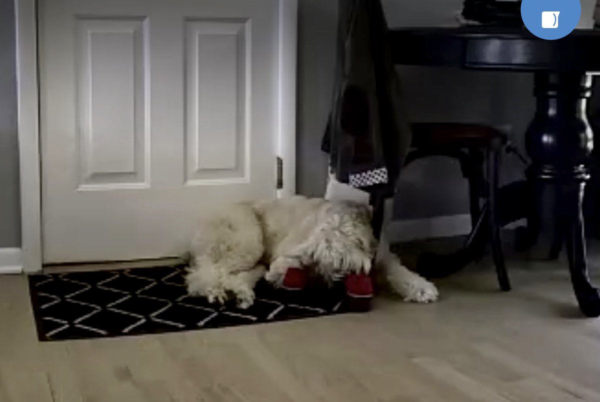 He melts my heart ❤️ Can’t wait to get home to him #dogoftheday #wheatenterrier #dogs #dogsofttiktok #dogsoftiktokviral #dogsofinstagram #dogsofx #scwt