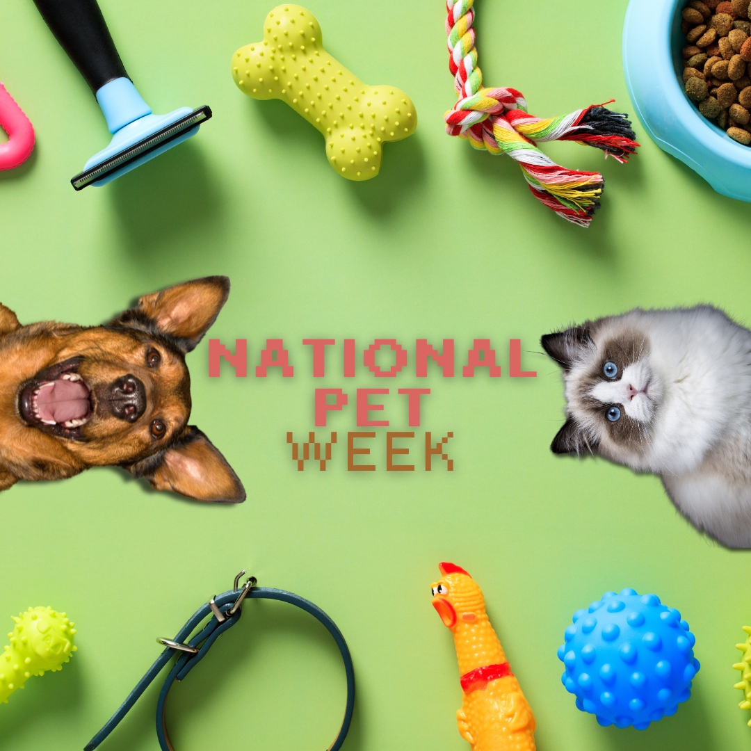 Happy National Pet Week! Take some time to pamper your pet and make unforgettable memories together. 🐾✨

#GarbizoAnimalClinic #CoconutCreek #Veterinarian #VeterinaryClinic #AnimalHospital #PetVaccines #PetPreventiveCare #DentistryforPets