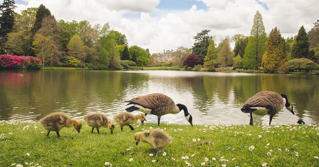 It’s #gosling season! 
How sweet is too sweet!? 

Thanks to <a href="/AnitaWatsonPho1/">AnitaWatsonPhotography</a> for the lovely photo.

#sheffieldpark #babies #spring #springisintheair #lake #sussex